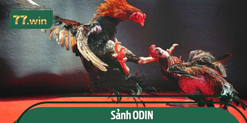 Sảnh chơi đá gà nổi bật tại 11BET