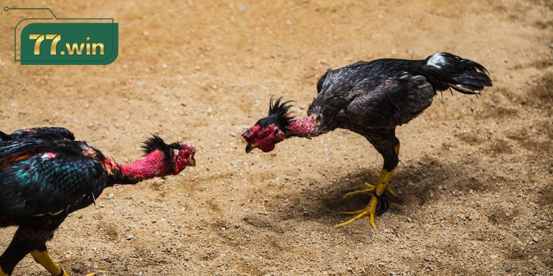 Đá gà KUBET77 là gì?